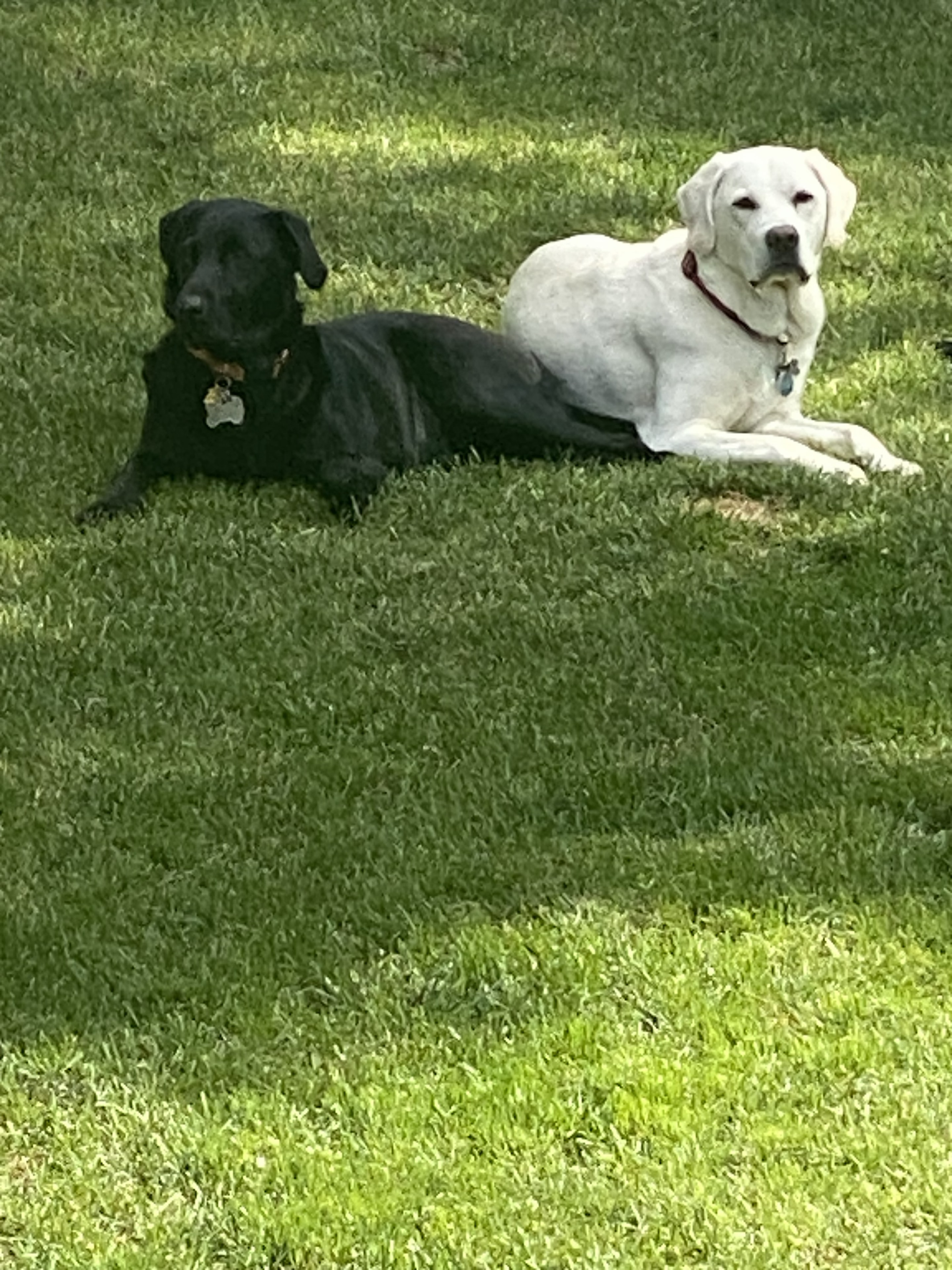 Max and Thor together on the grass — the Labs behind Big V Promo
